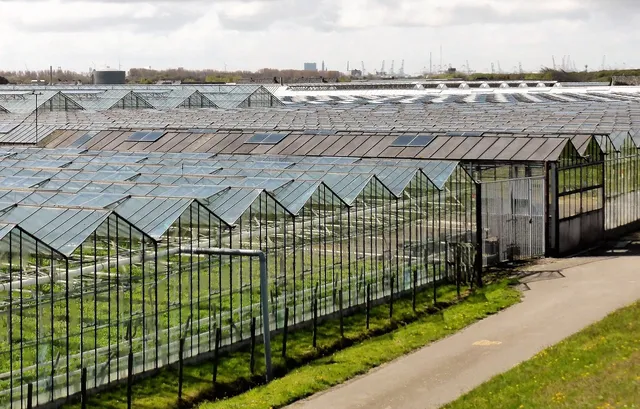 Shirley"s Greenhouse