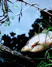 Catch of the Week